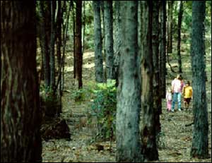 27 year old rehabilitated forest