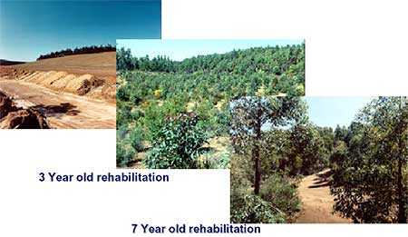 Revegetation