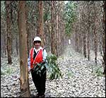 Plantation timber