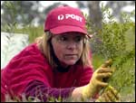 Planting tree