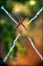 Spider