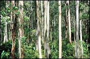 Spotted Gum