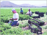 Reusable pallets on farm