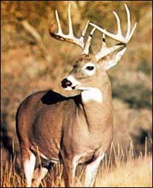 Deer in Ohio wild life area