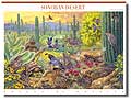 Sonoran Desert