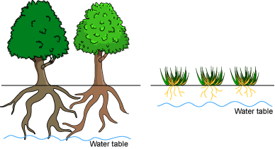 Agriculture and salinity