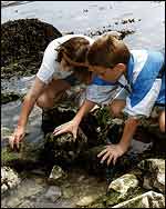 Students exploring rock pools