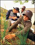 Students measuring grass