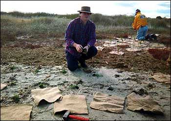 Tree plantings at Truganina swamp.