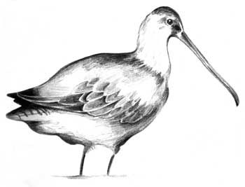 Bird drawing