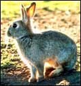 Rabbits can multiply fast!